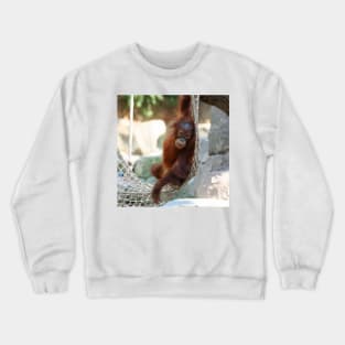 OrangUtan20150905 Crewneck Sweatshirt